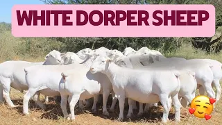 white dorper sheep farm (Hoogvertoon Stoet)