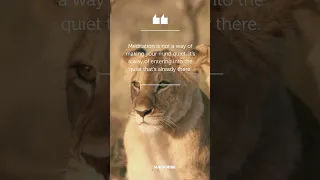 Roaring Serenity: African Lion Cubs and a Meditation Moment 🌿🦁#shorts #nature #meditation #quotes