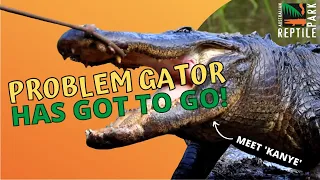 'KANYE' THE ALLIGATOR IS PROBLEMATIC | Australian Reptile Park