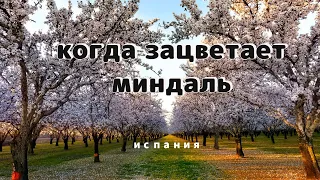 Миндаль в цвету, самый красивый период в жизни миндальных деревьев