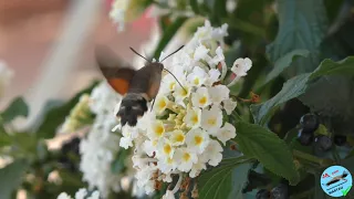Taubenschwänzchen Kolibrischwärmer Schmetterling Schwärmer
