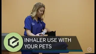 Inhaler Use With Your Pets