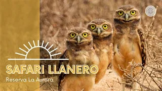 Cómo es un safari llanero en Colombia? (La Aurora - Casanare)