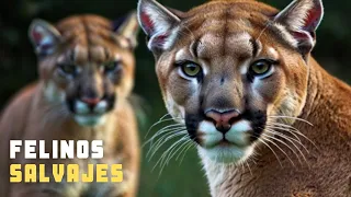 FELINOS SALVAJES: Exploramos el Mundo de los Felinos