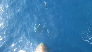 Dolphins swimming in front of a Ship