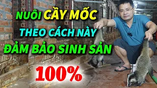 Để Nuôi Được Cầy Vòi Mốc Sinh Sản Bà Con Nhất Định Phải Xem Hết Video Này | Chồn Mốc Sinh Sản