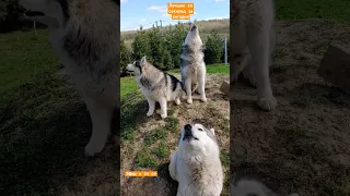 лучшая песня #хаски сегодня нашТГ:ЖизньС10Хаски #собака #huskyhowling