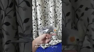 Cockatiel grey our new pet