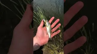 How to get a PET BASS!!