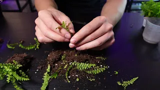 Propagating Nephrolepis ferns