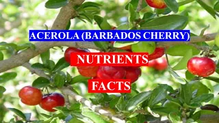 ACEROLA (BARBADOS CHERRY) -  - Fruit - HEALTH BENEFITS AND NUTRIENTS FACTS