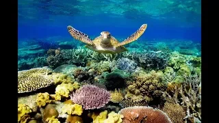 Great Barrier Reef,Australia (Большой Барьерный риф,Австралия)