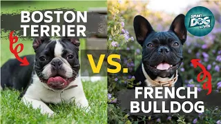 Boston Terrier Vs French Bulldog | Which’s a Better Breed for You?