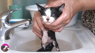 Rescued Kitten is full of dirt and fleas…First bath for Street Kitten. And Happy milk time!