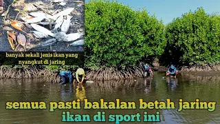 menjaring ikan belanak,||belum selesai di pasang jaringnya ikan sudah ada nabrak duluan||NET FISHING