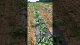 AgXplore's Kentucky Agronomist on Cantaloupe with a Full Program