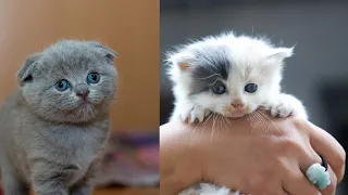 The Best Cute Cat Videos 💗 2021 ||Aww So Cute Cat ♥|| OMG So Cute Cats|| Awesome Compilation N18