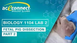 Biology Lab || Fetal Pig Dissection - Part 2