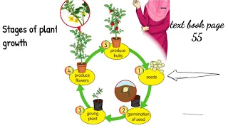 Science year 2 stages of plants growth