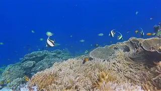 Raja Ampat 2023 - Snorkeling at Kri island  -  part.1