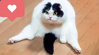 Best Funny Animal Videos 2023!!!!