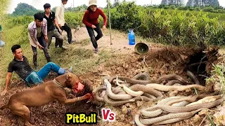 Pitbull Dog Skill Catch King Cobra By Hand | Brave Hunters Confront 100 King Cobra | Mike Vlogs