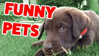 The Funniest Cute Pets & Animals Home Video Bloopers of 2016 Weekly Compilation | Funny Pet Videos