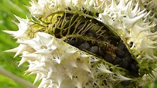 Devil’s trumpet  - Datura stramonium - Seeds - Trompetblóm - Þyrniepli - Poisonous plant