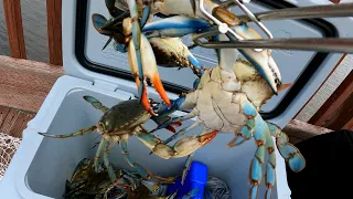 Great Day Catching Blue Crabs Using 2 Ring Wire Crab Nets!!!!  Let's Go!!!!