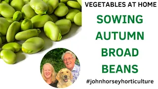 HOW TO PLANT BROAD BEAN SEEDS - AUTUMN PLANTING OF BROAD BEANS