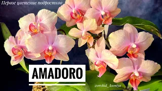 Phal. Amadoro x 3 🤩 Первые цветения трех деток Амадоро| Ароматная орхидея фаленопсис |Обзор сорта🌸