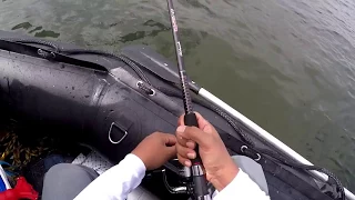 MONSTER FISH caught from RUBBER DINGHY!!! - Inshore Fishing - Trinidad, Caribbean