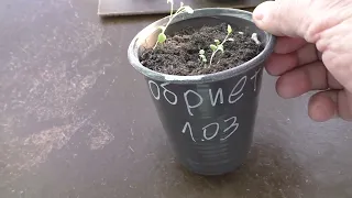 Как я вырастил обриету из семян