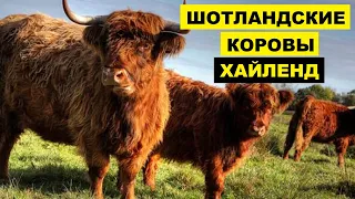 Разведение шотландской породы коров Хайленд как бизнес идея | КРС | Шотландская Корова Хайленд