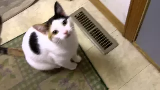 Cute cat meowing to get outside.