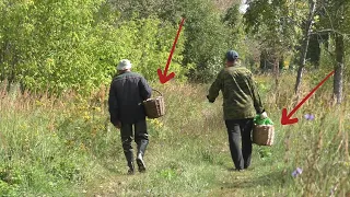 ГРИБНИКИ КОРЗИНАМИ НЕСУТ ГРИБЫ С ЗАБРОШЕННОГО ЯБЛОЧНОГО САДА! Набрал грибы на засолку!