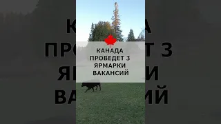 Канада проведет 3 ярмарки вакансий