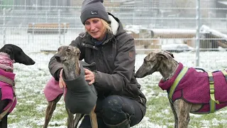 Snooky - Gute-Laune-Galga sucht ihr Zuhause