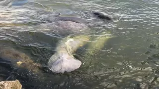 Mystic Manatease ★ A desperate Miami manatee rescue with an unexpected twist.