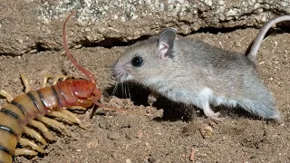 He EATS Snakes, Scorpions and even Mice! Grasshopper mouse – Tiger among rodents!