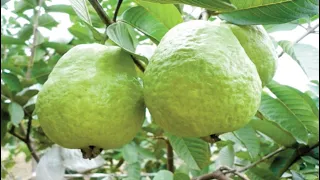 Top 10 Fruits for Diabetes Patients