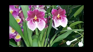Пересадить орхидею за 3 минуты ЛЕГКО🌸 ОРХИДЕЯ АРОМАТНАЯ и ОЧЕНЬ КРАСИВАЯ