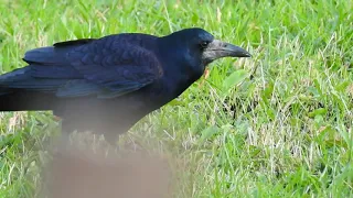 Corbeau freux et corneille noire - Rook and Carrion crow 237 (1080p)