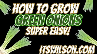 How to grow Green Onions Indoors Easy! | Hydroponic Growing Made Easy!