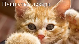 Кототерапия. Кошки лечат людей. Анималотерапия. Наука о кототерапии