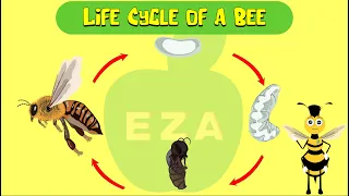 Honeybee Life Cycle | All about Honeybees