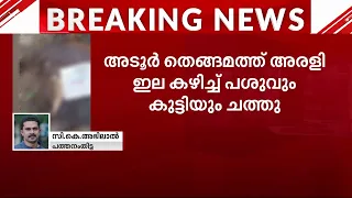 അരളി ഇല കഴിച്ച് പശുവും കിടാവും ചത്തു | arali plant | plant poisoning