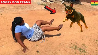 😂😂😂FAKE ANGRY DOG PRANK! What A Scatter!