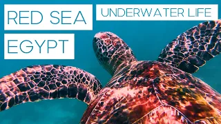 Red Sea Egypt - Incredible Underwater Life 🐢 | Cinematic Diving Video 4K