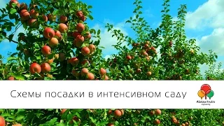 Схемы посадки в интенсивном саду